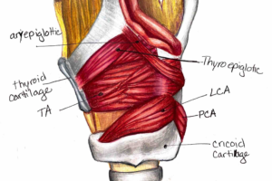 Larynx Anatomy Sarah Adama 3_Page_1