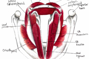 Larynx Anatomy Sarah Adama 3_Page_2